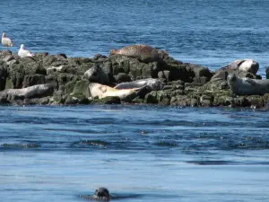 Brier Island Whale and Seabird Cruises