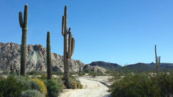 Cabeza Prieta National Wildlife Refuge