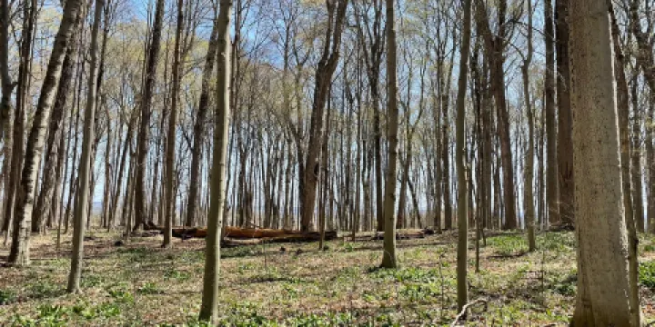 Camillus Forest Unique Area