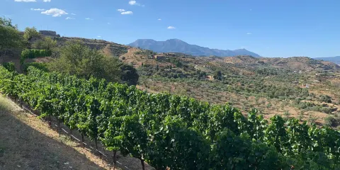 Vina & Bodega Remsamen