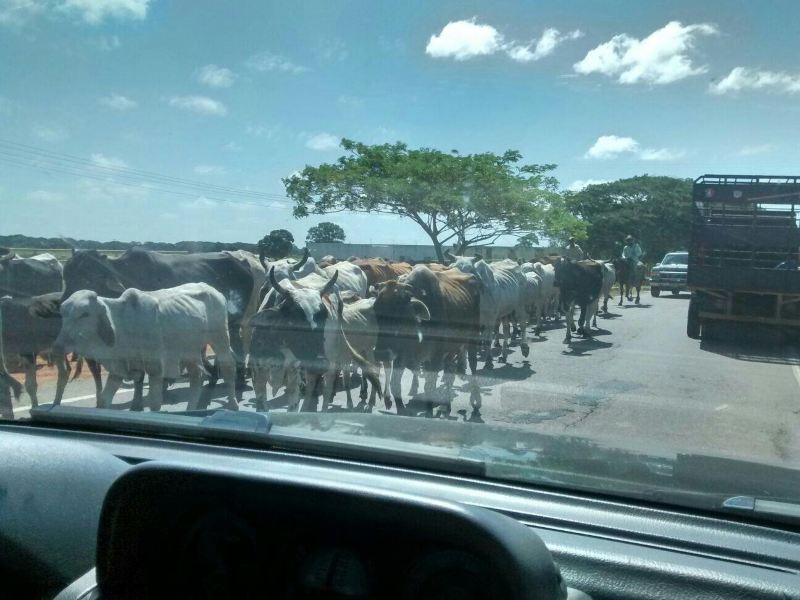 Voli ${{cityDName}} Caicara de Orinoco