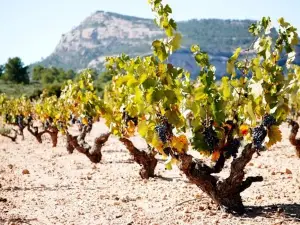 Bodegas Castano