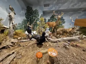 Musée d’ Histoire Naturelle des Météores et Musée des Champignons