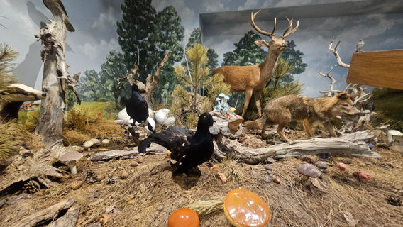 Natural History Museum of Meteora and Mushroom Museum