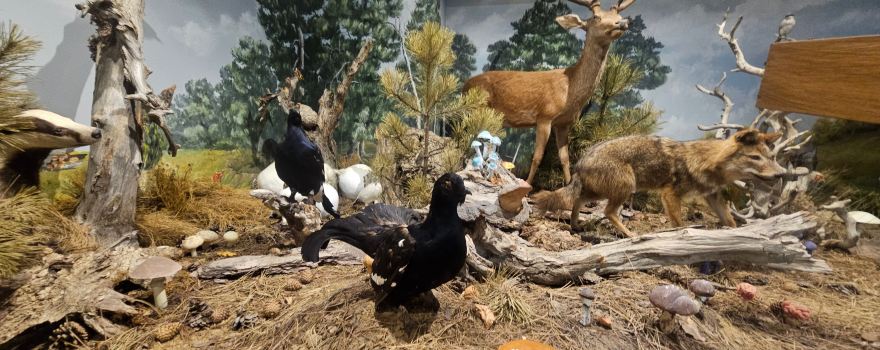 Natural History Museum of Meteora and Mushroom Museum