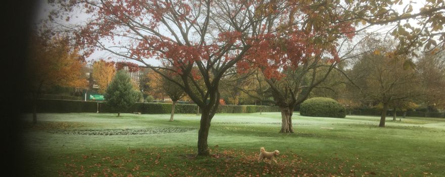 Woking Park