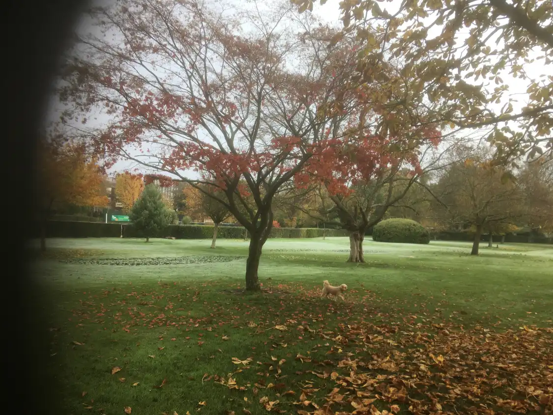 Hotels near Woking Park