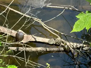 Marshall Riverwalk