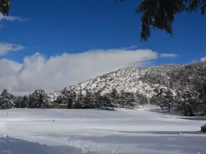 Theniet El Had National Park