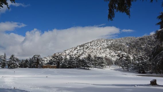 Theniet El Had National Park