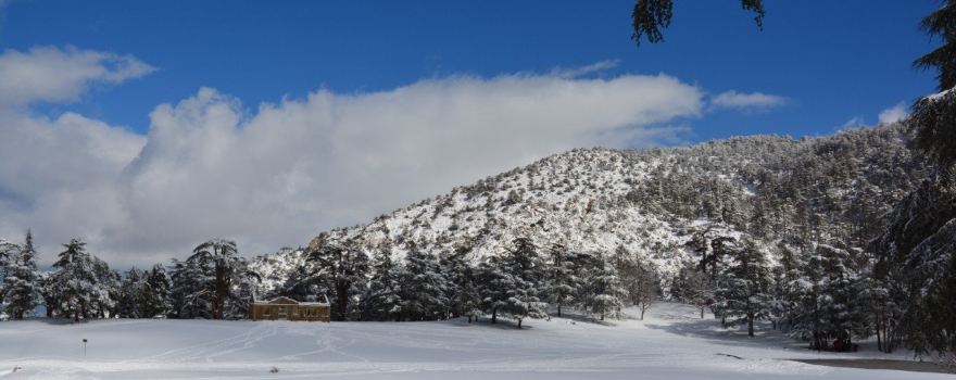 Theniet El Had National Park