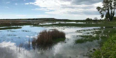 Stanpit Marsh