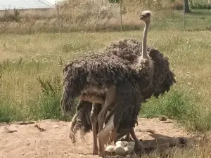 Rauch Zoo