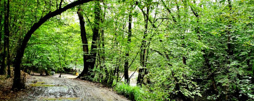 Saravan Forest Park, Phase 1