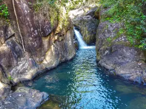 Bosque Estatal de Carite
