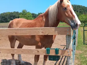 Rose Valley Animal Park