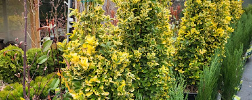 Toskana Garten