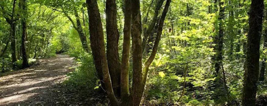 Darran Wood
