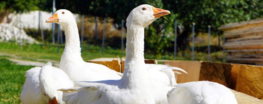 Balta Sfântu Gheorghe