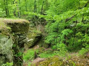 Fern Cliff Nature Preserve