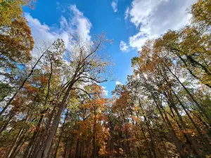 Clark State Forest