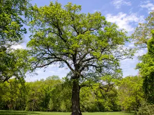 Tiszakürti Arboretum