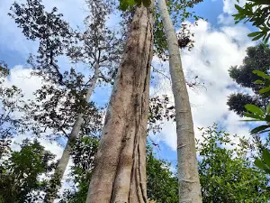 Kaki Bukit Larut