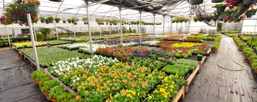 Frank's Nursery LLC