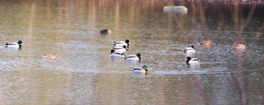Etang de Plessis-Brion
