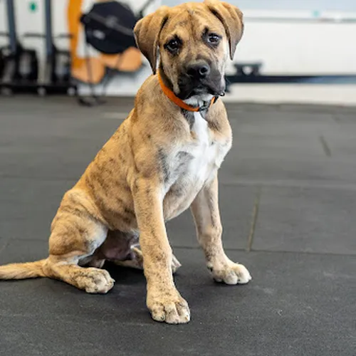 CrossFit Plan-Les-Ouates