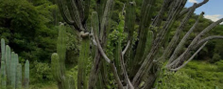 Rancheria el Cuajilote