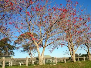 Milton Showground Camping
