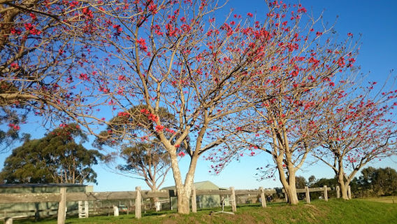 Milton Showground Camping