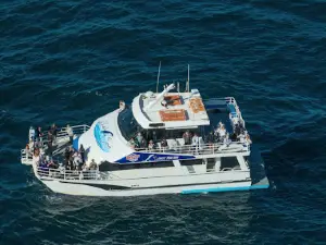 All Sea Charters Whale Watching Busselton