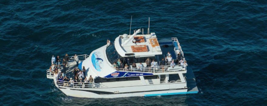 All Sea Charters Whale Watching Busselton