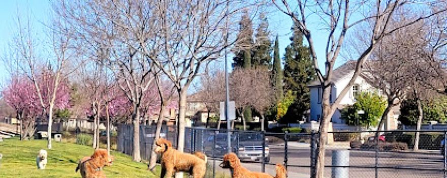 Lathrop Dog Park