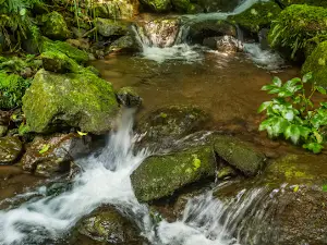 Dorrigo Rainforest Centre