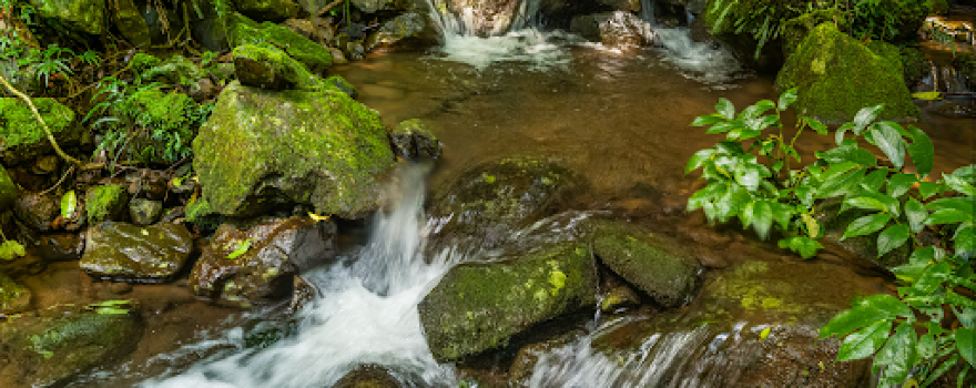 Dorrigo Rainforest Centre