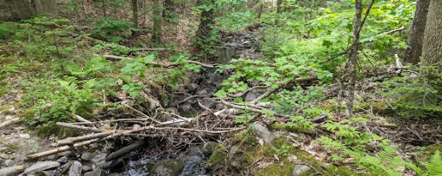 Georges Highland Path - Frye Mountain