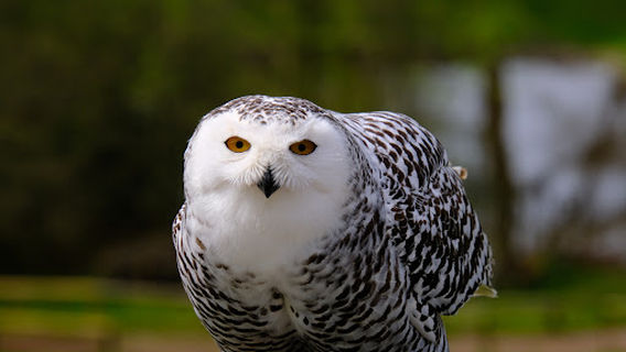 Greifvögel Tierpark Sababurg