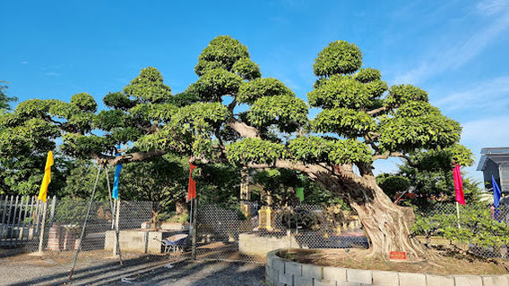 Câu lạc bộ mai vàng