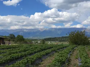 Kihmed Hatıra Ormanı