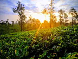 Glenloren Tea Plantations View Point