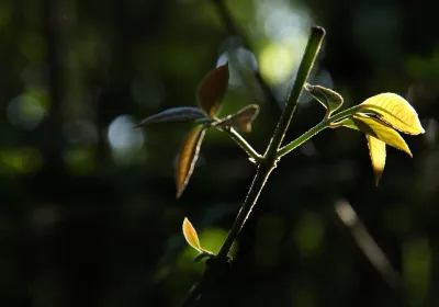 Bosque da Ciencia