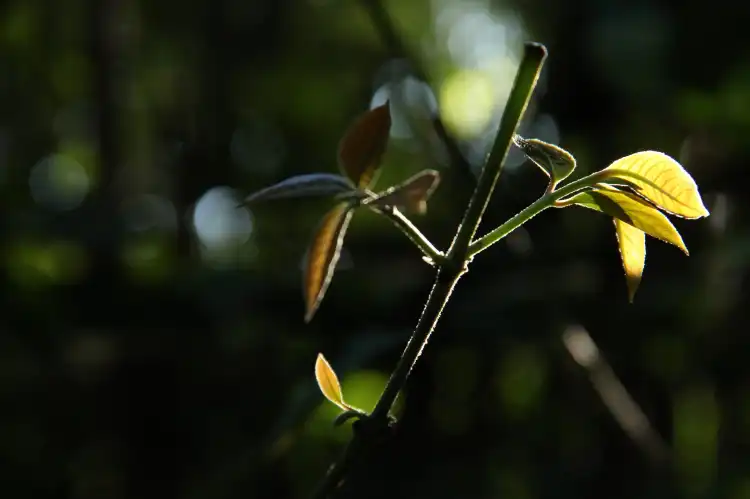 Hotels near Bosque da Ciencia