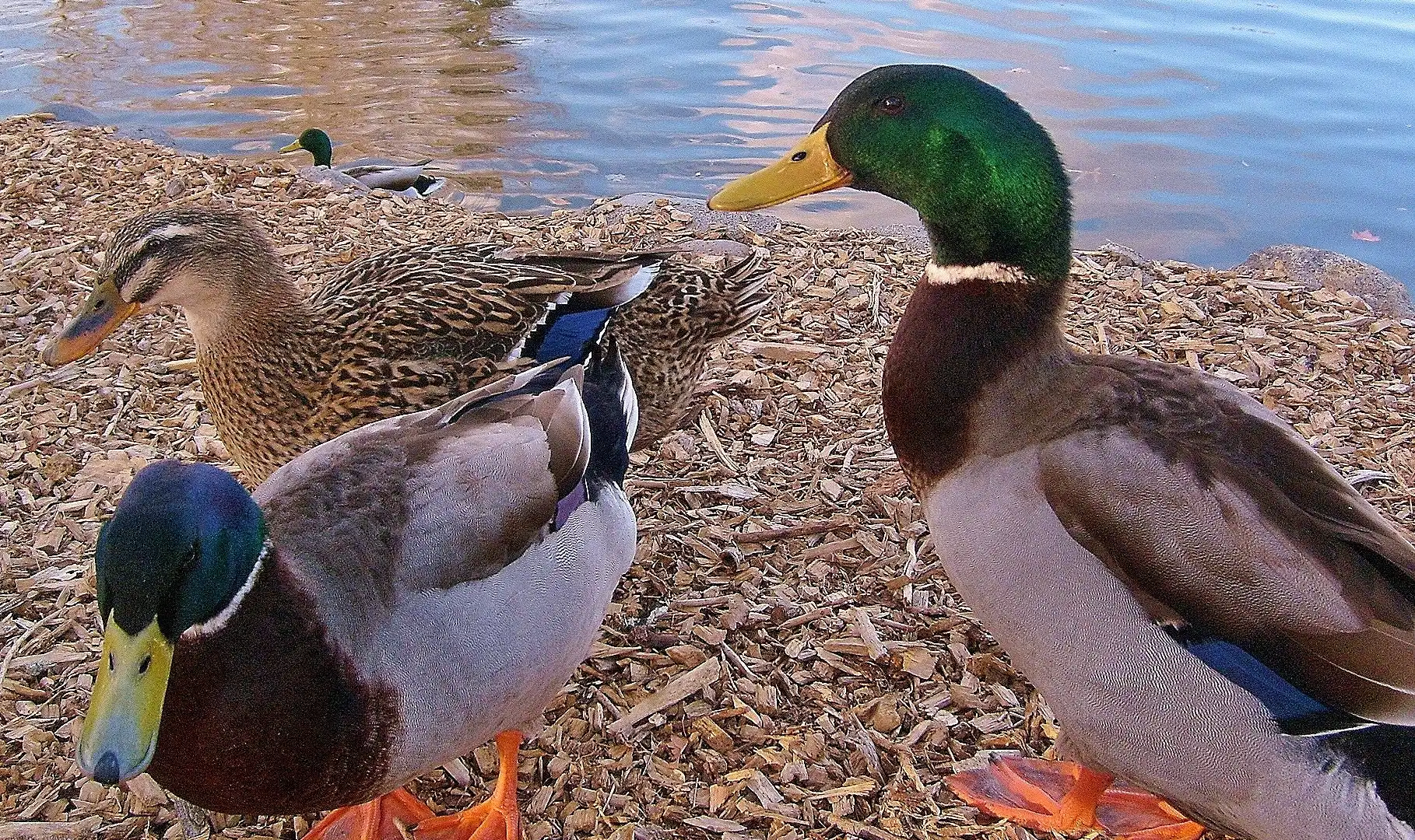 Hotels near Idlewild Park