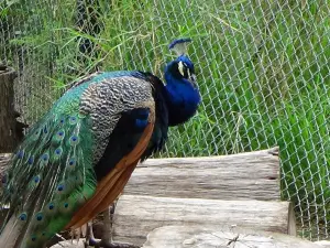 Zoológico de Sáenz Peña