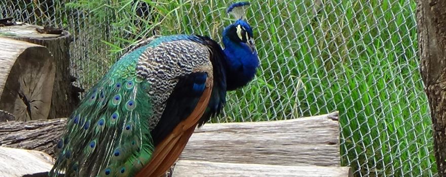 Zoológico de Sáenz Peña