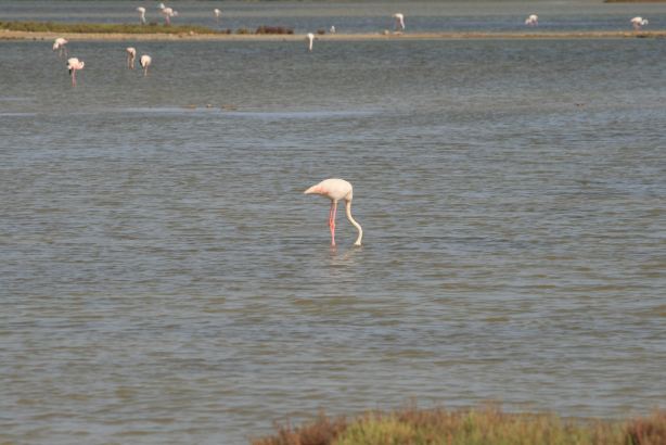 MonNatura Delta de l'Ebre