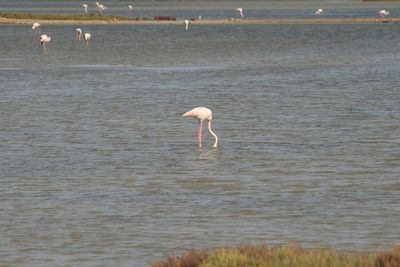 MonNatura Delta de l'Ebre